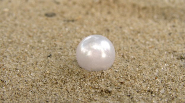 Pearl-Large_625x349